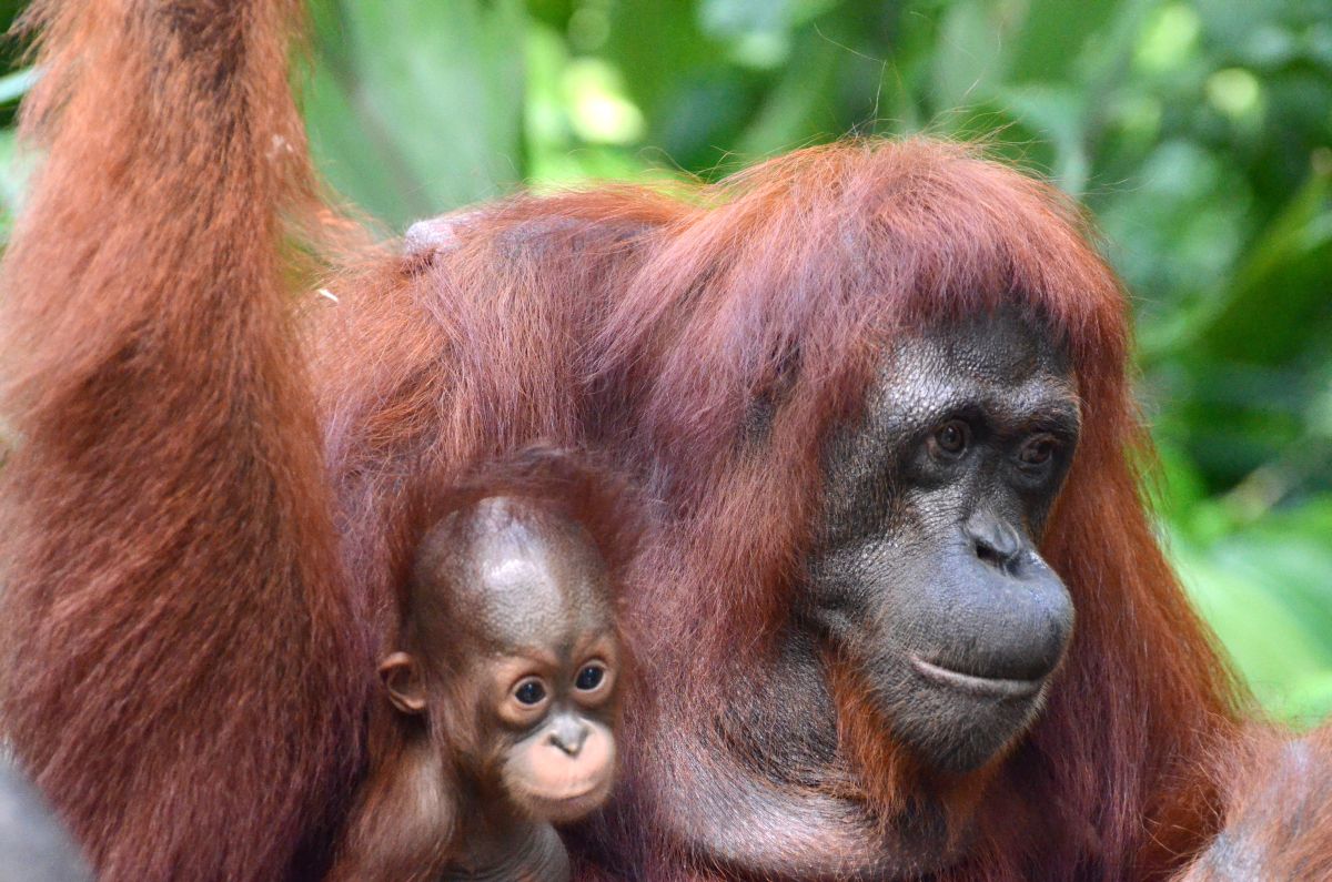 Borneo krásné i drsné